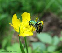 coppia di Cryptocephalus sp.