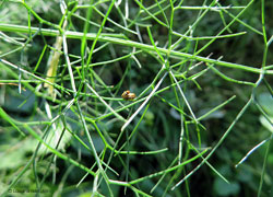 Cryptocephalus fulvus accoppiamento