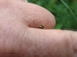 piccolissimi Cryptocephalus fulvus sul dito di una mano