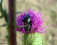 Cetoniidae - Oxythyrea funesta