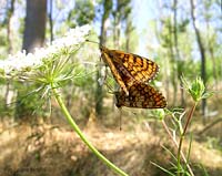 Accoppiamento Farfalle Nymphalidae