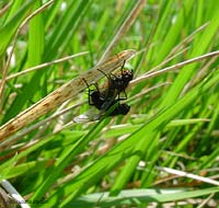 mosche appese ad un filo di erba in accoppiamento