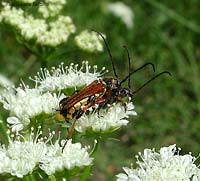 Cerambycidae Stenopterus rufus