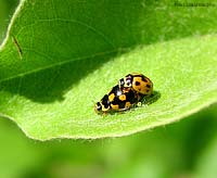 coccinelle Propylea sp.