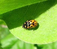 coccinelle Propylea sp.