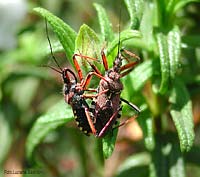 Rhinocoris erythropus