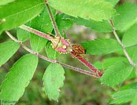 pentatomidae Carpocoris sp.