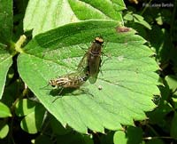 Dittero Thereva sp. in accoppiamento Dittero Thereva sp. in accoppiamento