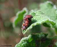 Dicladispa testacea
