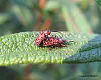 Dicladispa testacea