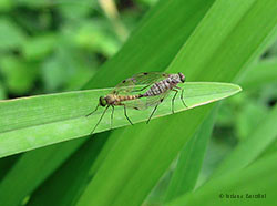 ditteri Chrysopilus ditteri Chrysopilus