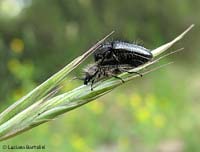 Enicopus hirtus in accoppiamento