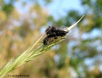 coleottero Enicopus hirtus