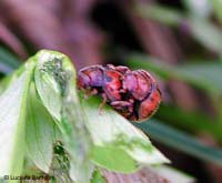 coccinellidae Epilachna sp.