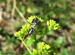 Eurydema oleracea in  accoppiamento