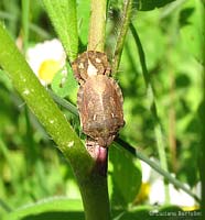 Eurygaster sp. in accoppiamento