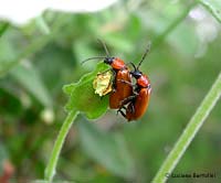 Exosoma lusitanica