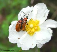 Exosoma lusitanica in accoppiamento