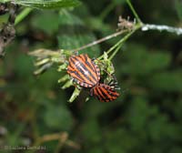 Graphosoma italicumm il coleottero a strisce rosso nero