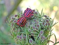 Graphosoma italicum in accoppiamento