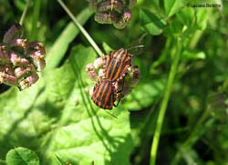 Graphosoma italicum in accoppiamento