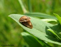 Hypocassida subferruginea in accoppiamento