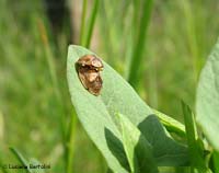 Hypocassida subferruginea