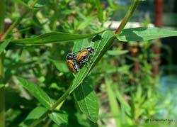 Lachnaia italica in accoppiamento