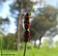 Lygaeus equestris in accoppiamento