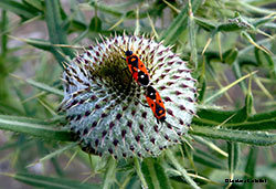 Melanocoryphus albomaculatus in accoppiamento