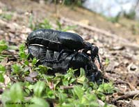 grosso coleottero nero Meloe proscarabaeus