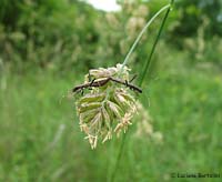 Micrelytra fossularum