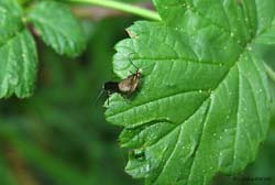 Micropterix calthella