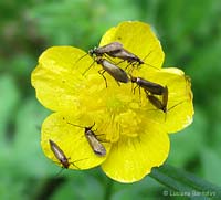 Micropterix calthella