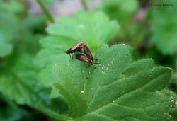 Micropterix calthella in accoppiamento