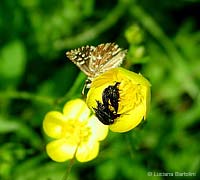 Mordellidi in accoppiamento dentro un fiore di ranuncolo