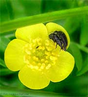 Mordellidi dentro un fiore di ranuncolo