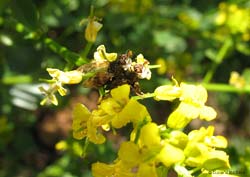 myopa in accoppiamento myopa in accoppiamento
