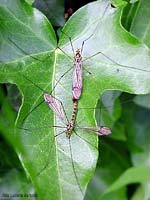 Nephrotoma appendiculata accoppiamento