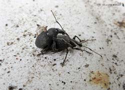 Otiorhynchus in accoppiamento