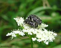Cetoniidae - Oxythyrea funesta accoppiamento