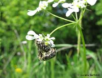 Cetoniidae - Oxythyrea funesta