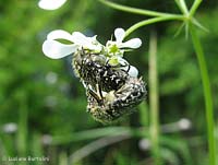 Cetoniidae - Oxythyrea funesta in accoppiamento