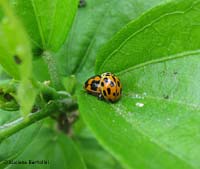Propylea sp