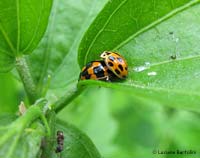 Propylea sp