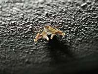 Pyralis farinalis Pyralis farinalis