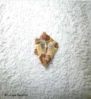 Pyralis farinalis in accoppiamento Pyralis farinalis in accoppiamento