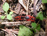 Pyrrhocoris apterus in accoppiamento