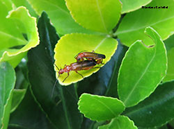 Rhagonycha fulva