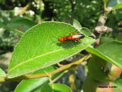 Rhagonycha fulva